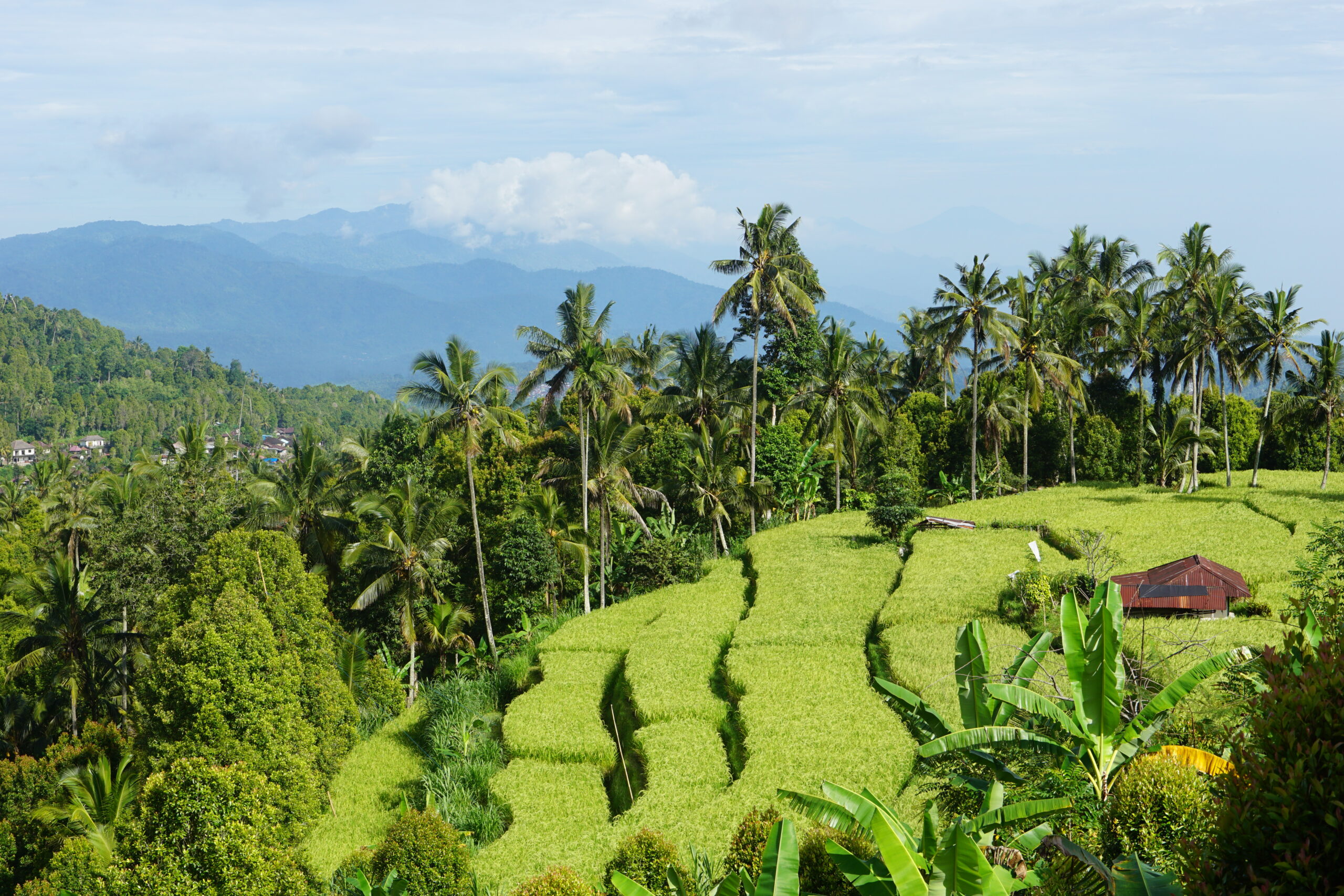 Les mille et une péripéties de Bali, ou le truc ultime pour demeurer zen face à l’imprévu