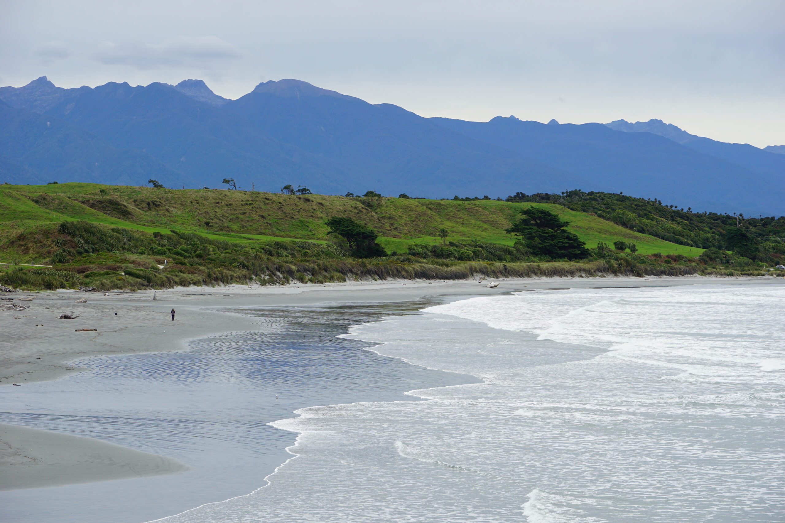 La drôle de façon dont les Kiwi apprivoisent les espèces invasives