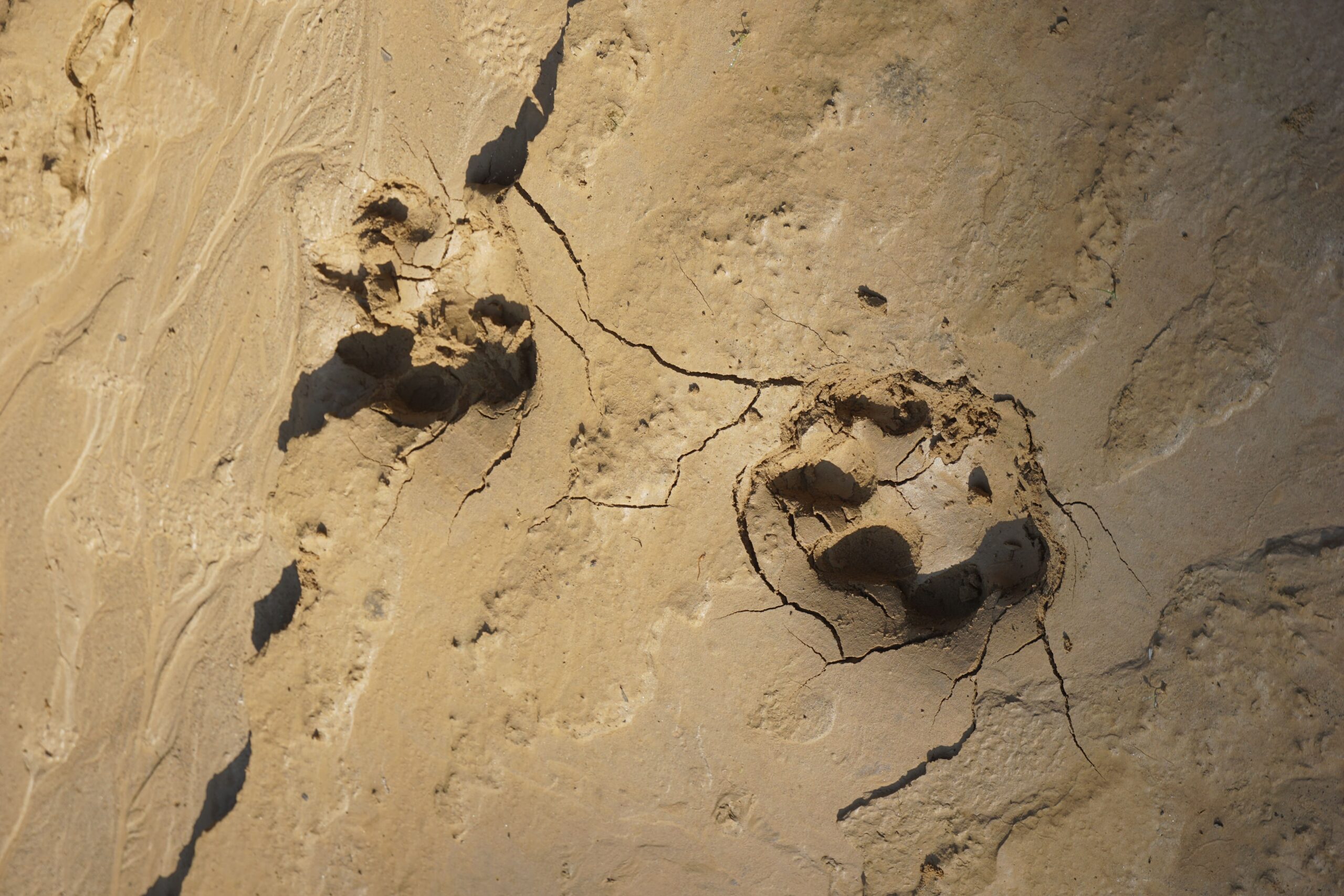 La fois où on s’est fait attaquer par un tigre